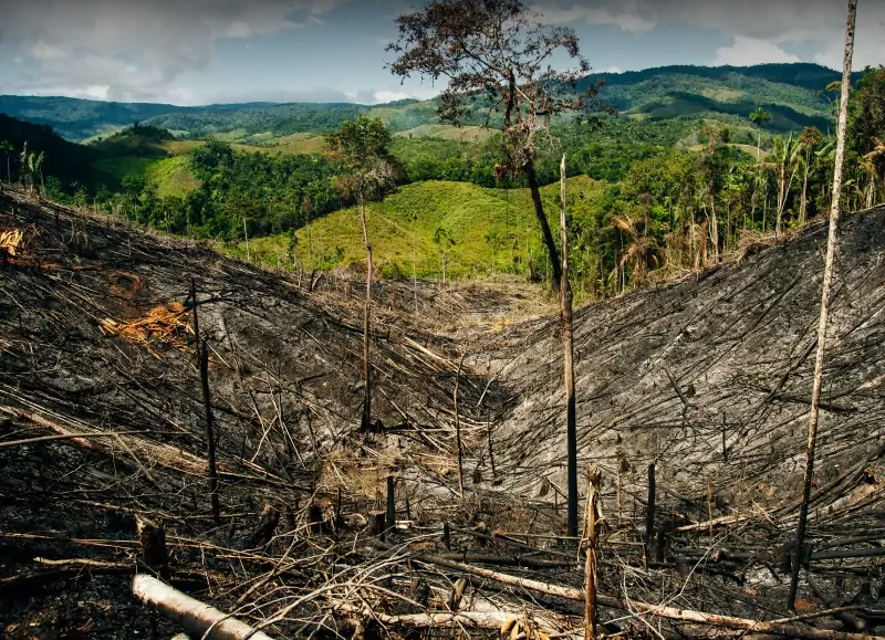 <p>Lesy a pralesy</p>