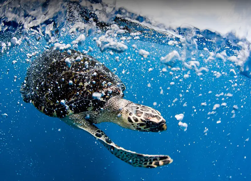 <p>Ochrana oceánů</p>