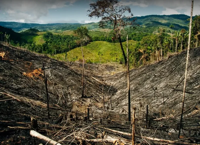 <p>Lesy a pralesy</p>